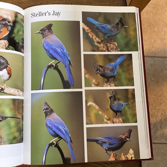 Artist’s Photo Reference songbirds & other Favorite Birds Hardback book - Picture 6 of 8